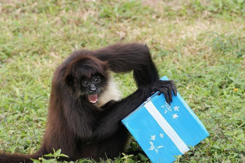 50 fotos de animales que debes ver