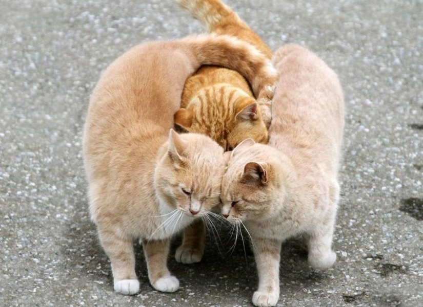 50 fotos de animales que debes ver