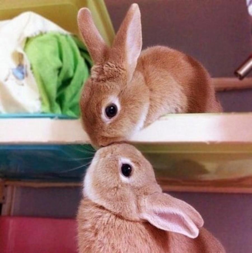 50 fotos de animales que debes ver