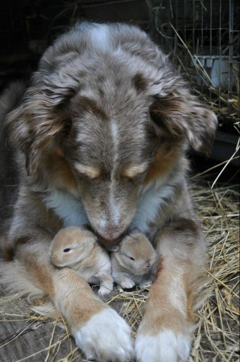 50 fotos de animales que debes ver