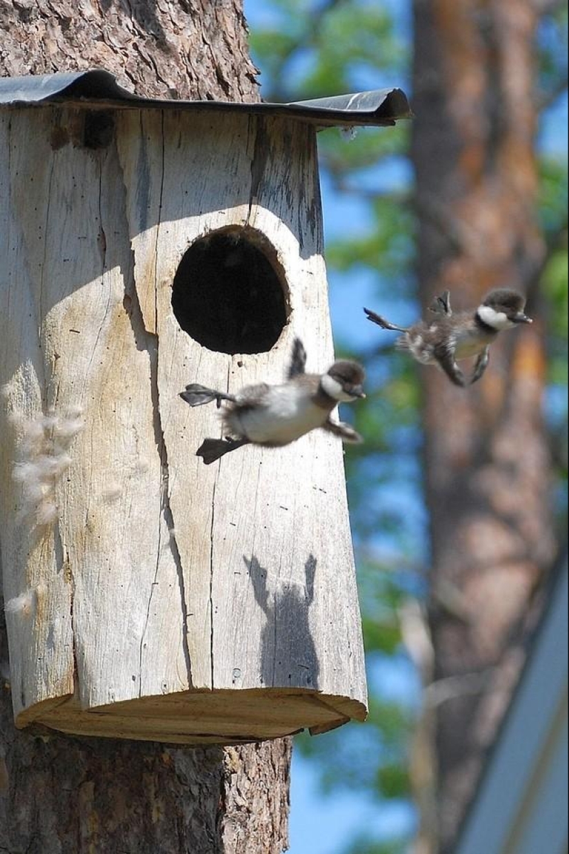 50 fotos de animales que debes ver
