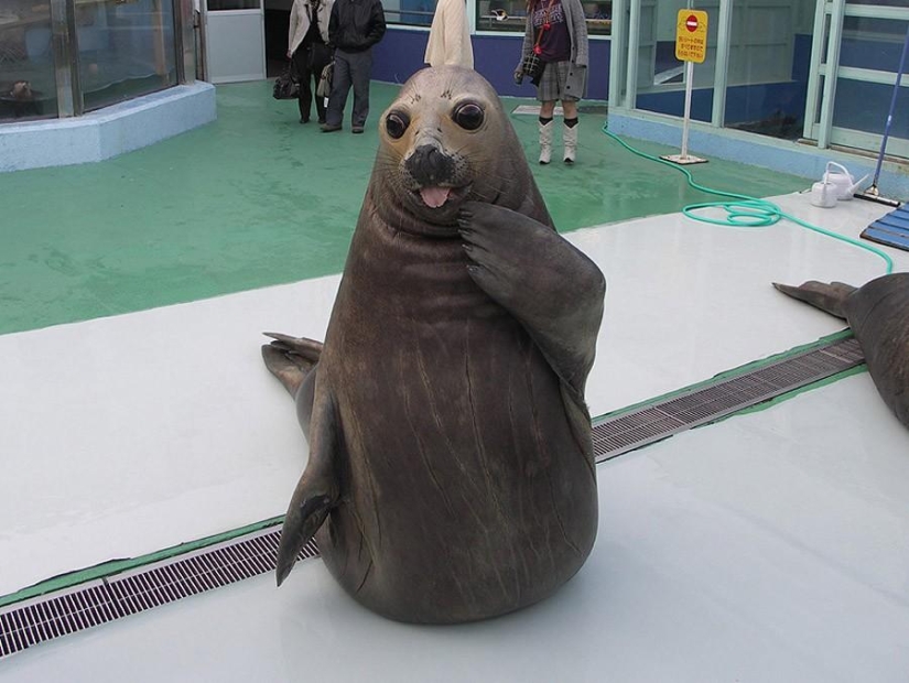 50 fotos de animales que debes ver