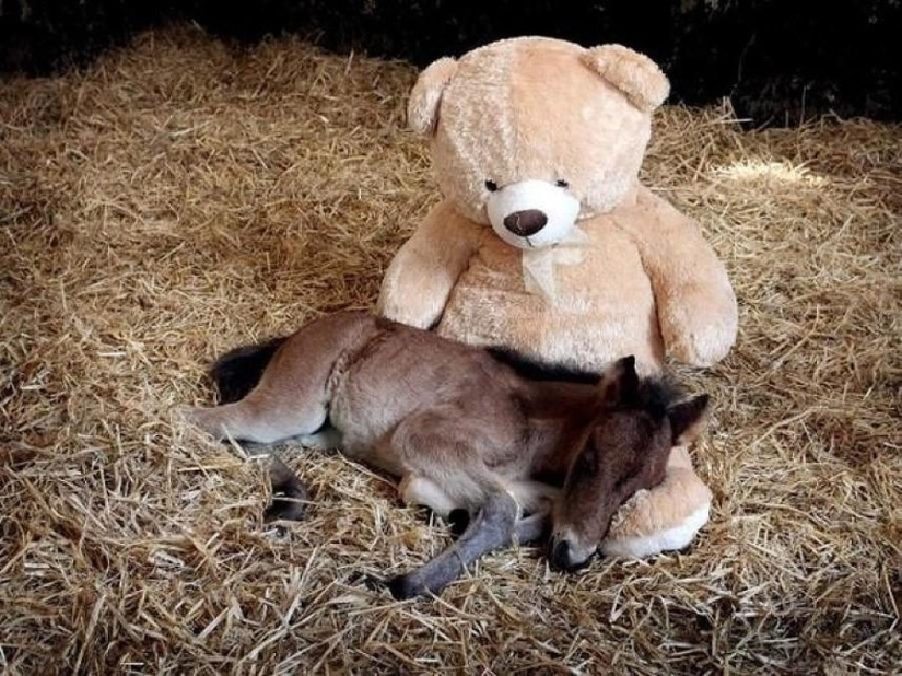 50 fotos de animales que debes ver