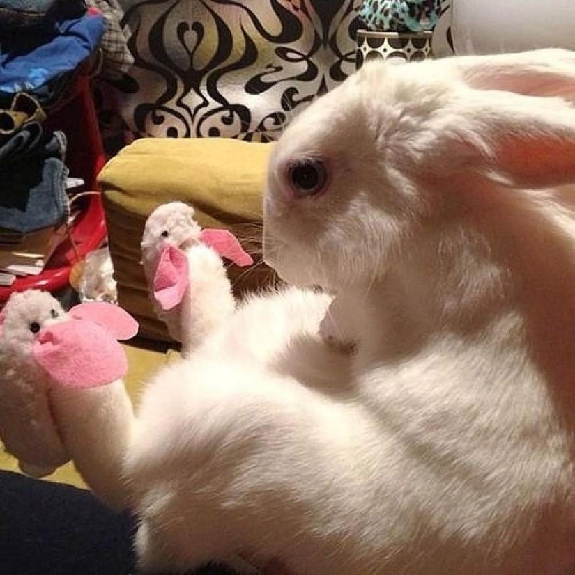 50 fotos de animales que debes ver