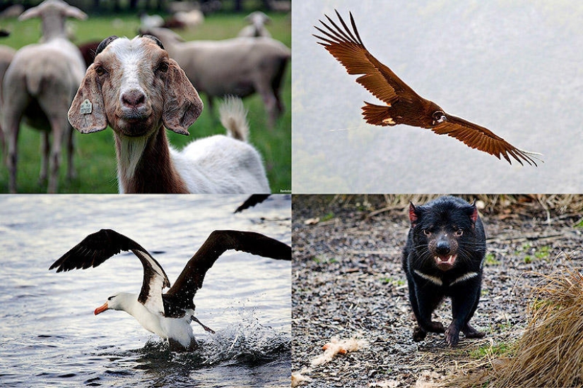 6 animales cuya vida sexual les resultará familiar a los humanos