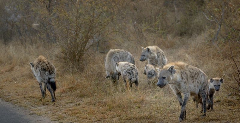 6 animales que pueden cambiar de sexo 6 animales que pueden cambiar de sexo