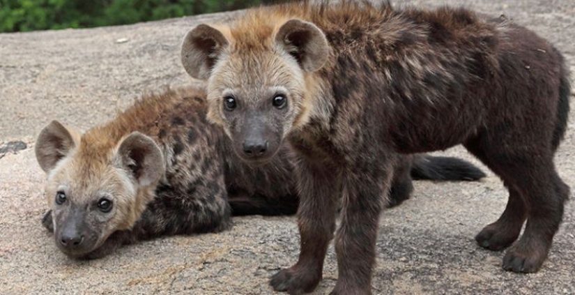 6 animales que pueden cambiar de sexo 6 animales que pueden cambiar de sexo