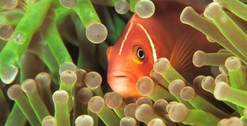 6 animales que pueden cambiar de sexo 6 animales que pueden cambiar de sexo