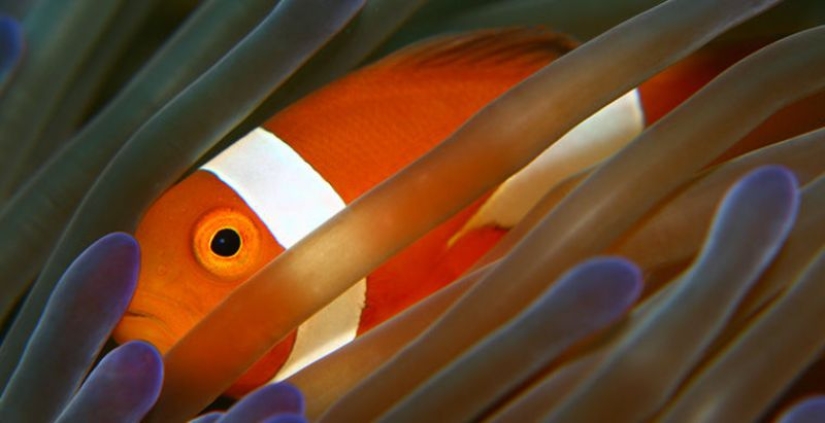 6 animales que pueden cambiar de sexo 6 animales que pueden cambiar de sexo