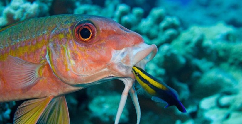 6 animales que pueden cambiar de sexo 6 animales que pueden cambiar de sexo