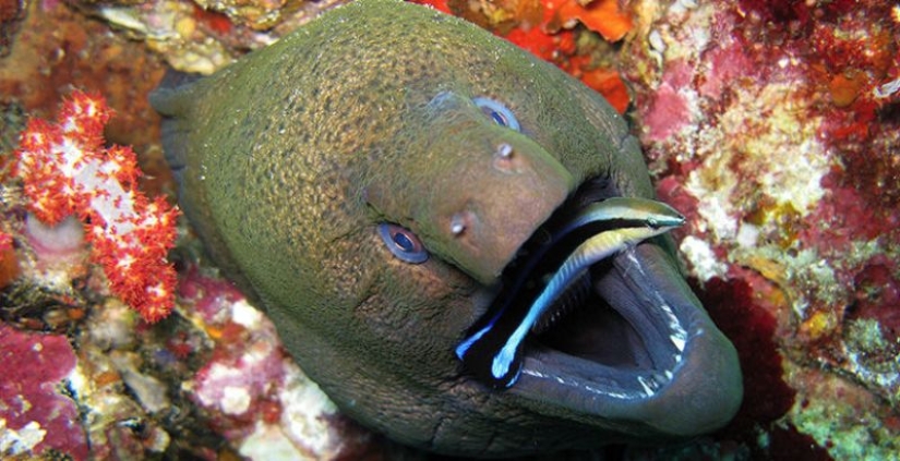 6 animales que pueden cambiar de sexo 6 animales que pueden cambiar de sexo