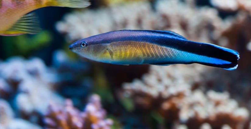 6 animales que pueden cambiar de sexo 6 animales que pueden cambiar de sexo