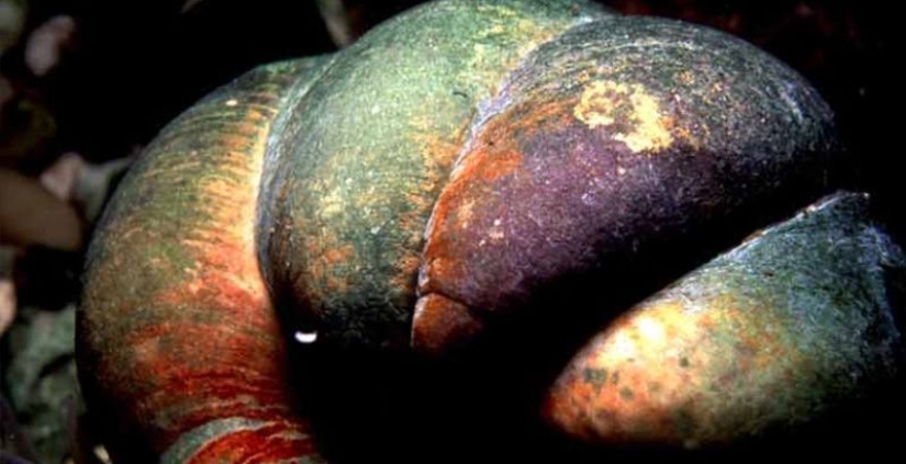 6 animales que pueden cambiar de sexo 6 animales que pueden cambiar de sexo