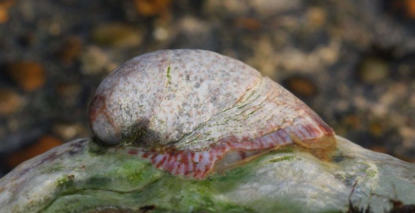 6 animales que pueden cambiar de sexo 6 animales que pueden cambiar de sexo