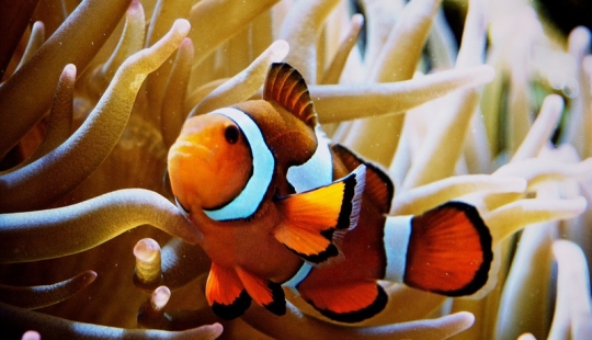 6 animales que pueden cambiar de sexo