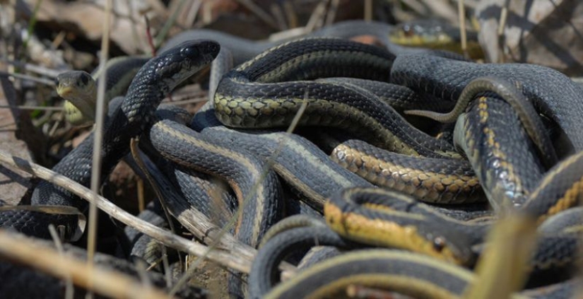 6 animales que pueden cambiar de sexo 6 animales que pueden cambiar de sexo