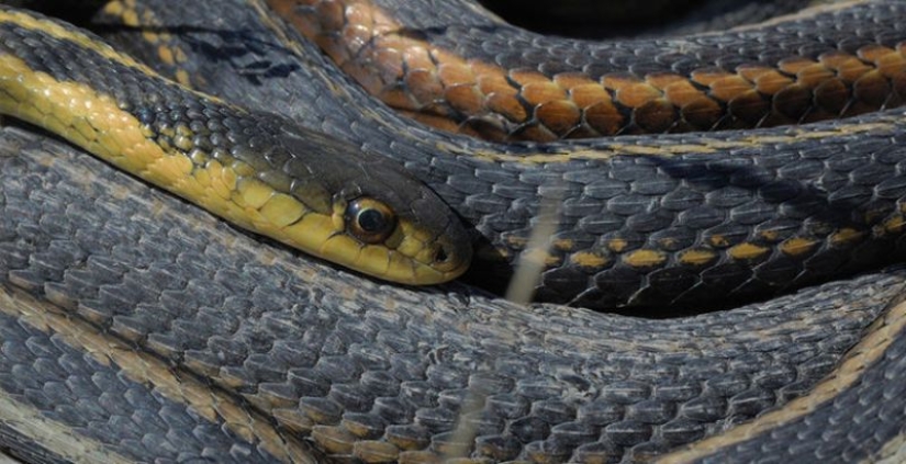 6 animales que pueden cambiar de sexo 6 animales que pueden cambiar de sexo