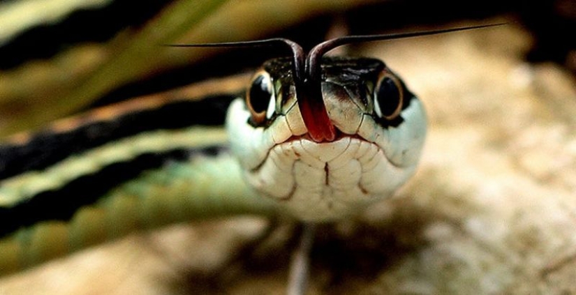 6 animales que pueden cambiar de sexo 6 animales que pueden cambiar de sexo