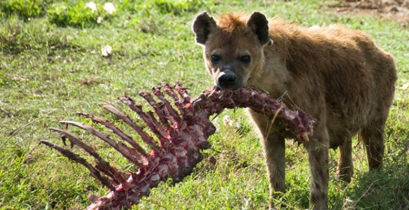 6 animales que pueden cambiar de sexo 6 animales que pueden cambiar de sexo