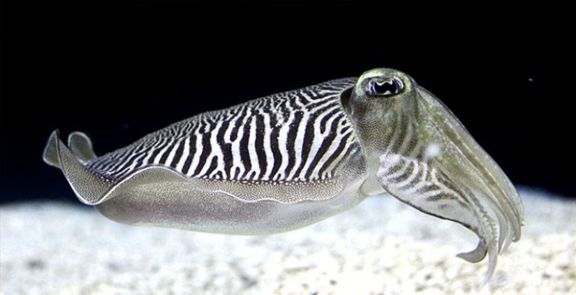 6 animals that can change their gender