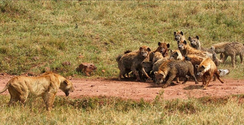 6 animals that can change their gender