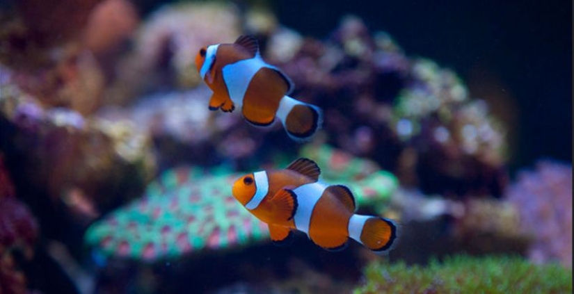 6 animals that can change their gender