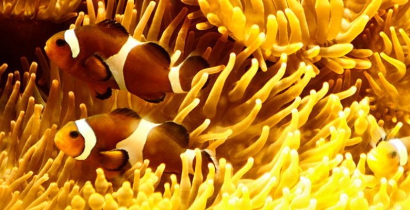 6 animals that can change their gender