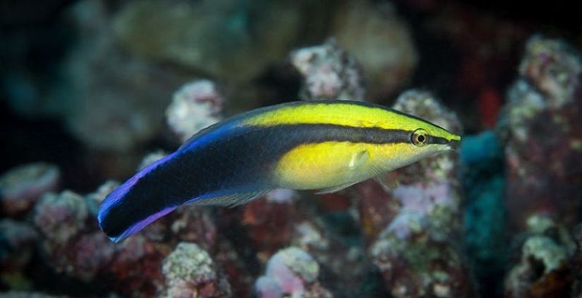 6 animals that can change their gender