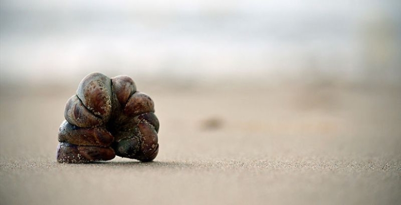 6 animals that can change their gender