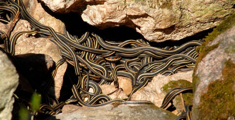 6 animals that can change their gender