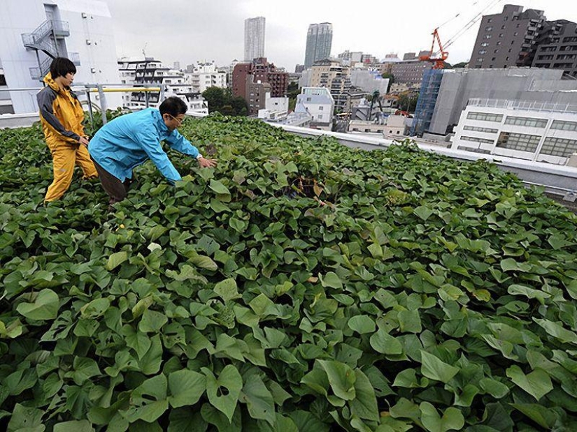 6 most unusual jobs of the future