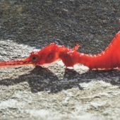 6 tipos de dragones que existen en la vida real