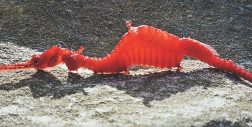 6 types of dragons that exist in real life 6 types of dragons that exist in real life