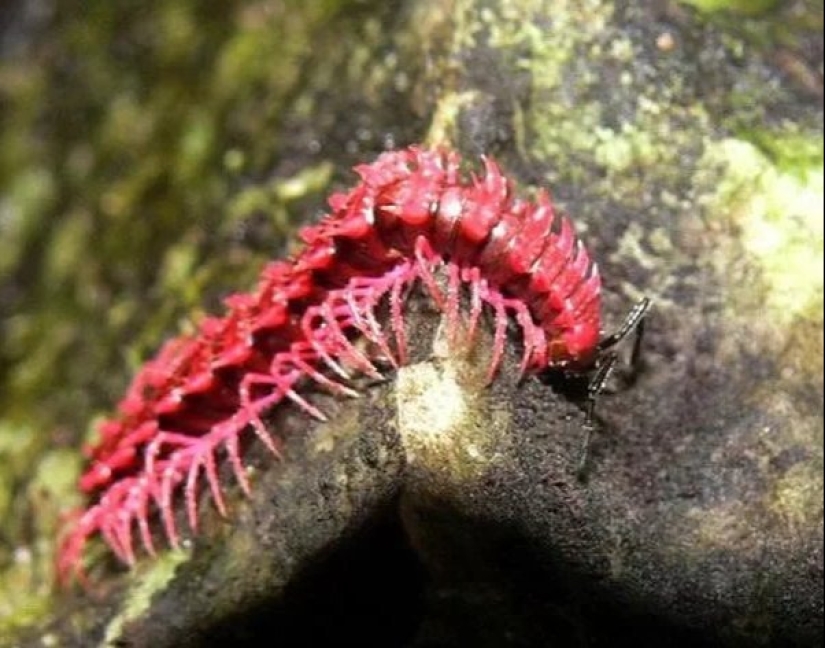 6 types of dragons that exist in real life 6 types of dragons that exist in real life