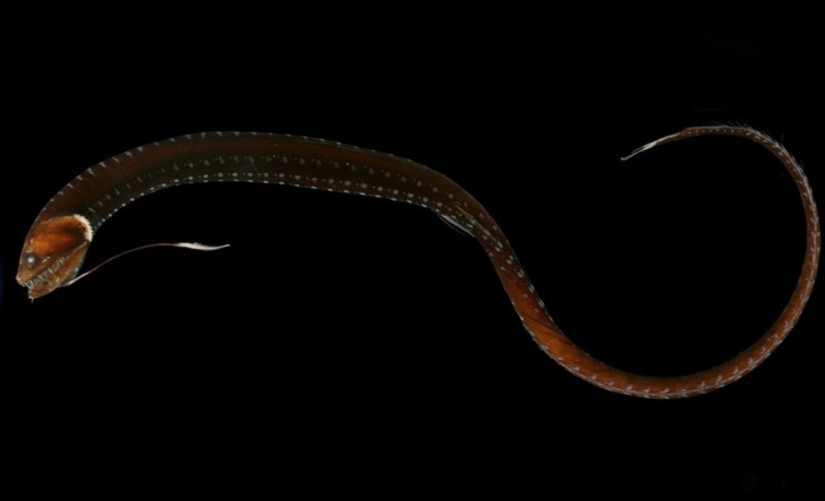 6 types of dragons that exist in real life 6 types of dragons that exist in real life