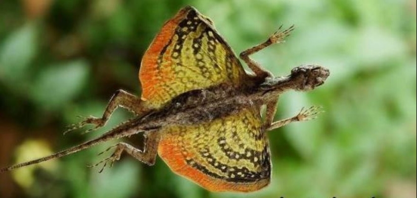 6 types of dragons that exist in real life 6 types of dragons that exist in real life