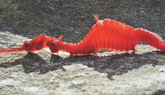 6 types of dragons that exist in real life 6 types of dragons that exist in real life