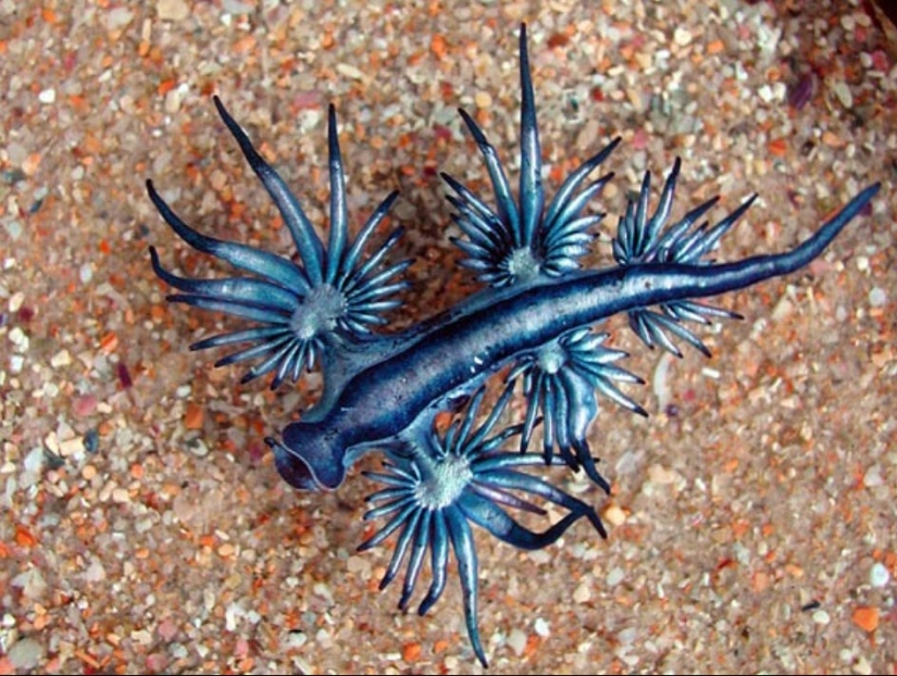 6 types of dragons that exist in real life 6 types of dragons that exist in real life