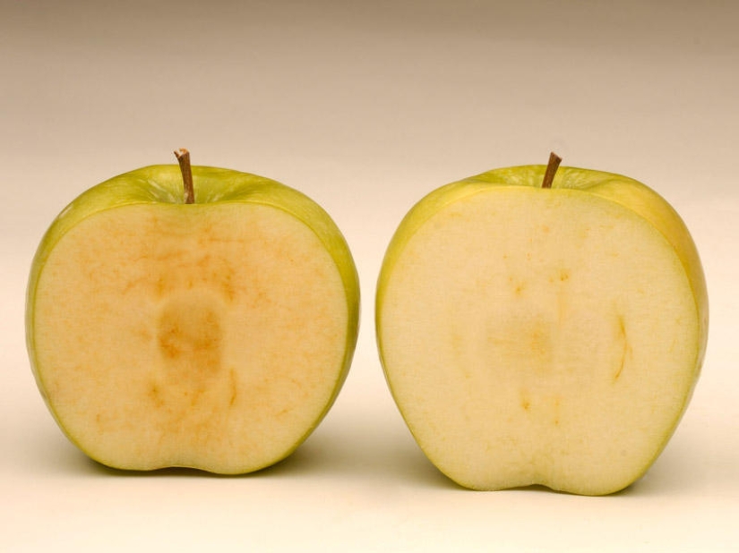 7 alimentos transgénicos que te dejarán boquiabierto