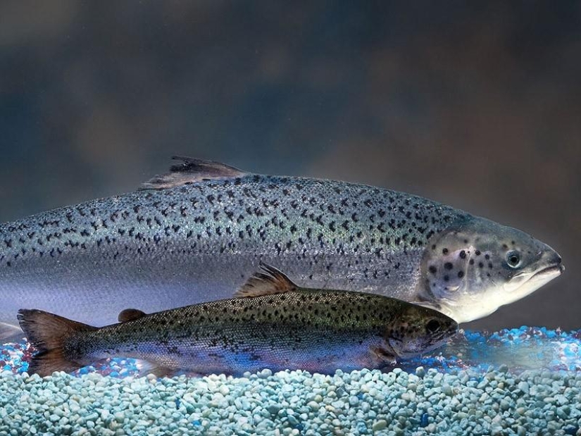 7 alimentos transgénicos que te dejarán boquiabierto