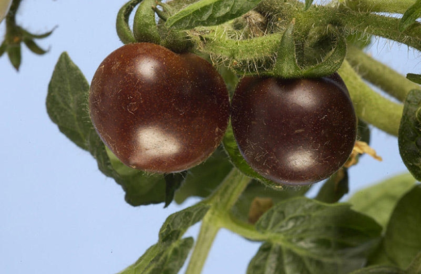 7 alimentos transgénicos que te dejarán boquiabierto