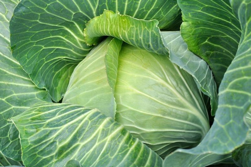 7 alimentos transgénicos que te dejarán boquiabierto
