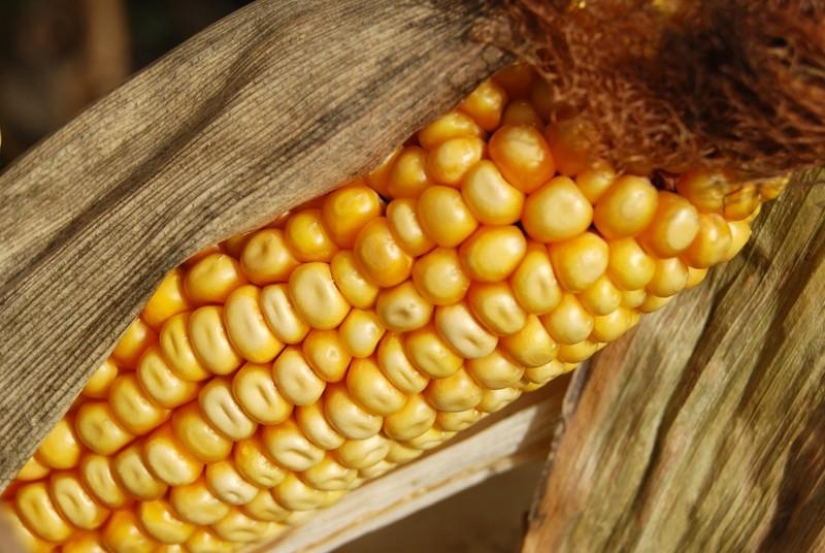 7 alimentos transgénicos que te dejarán boquiabierto