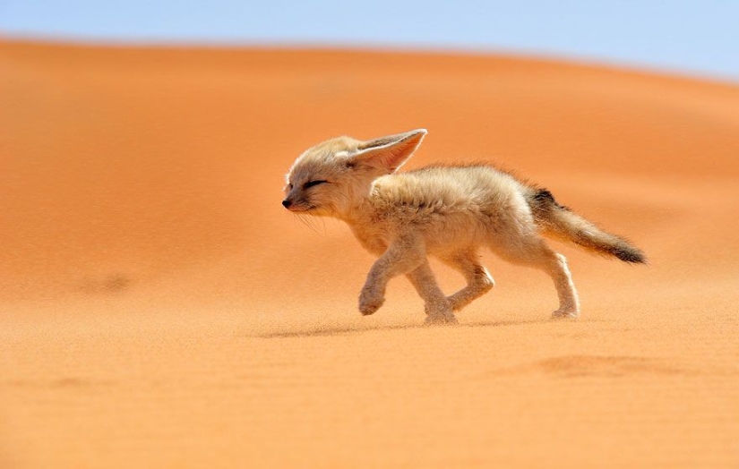 7 most cutest types of foxes