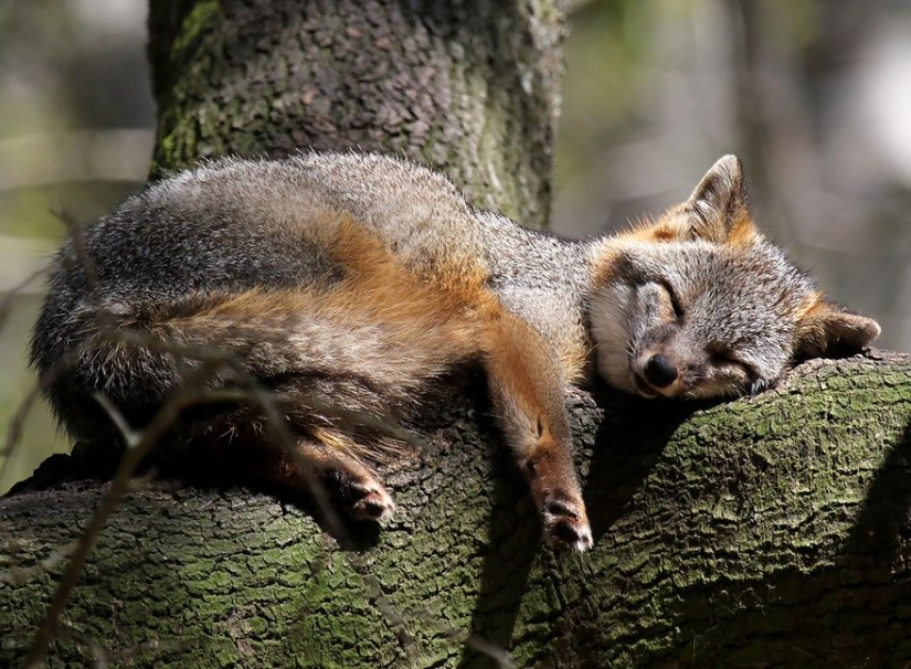 7 most cutest types of foxes