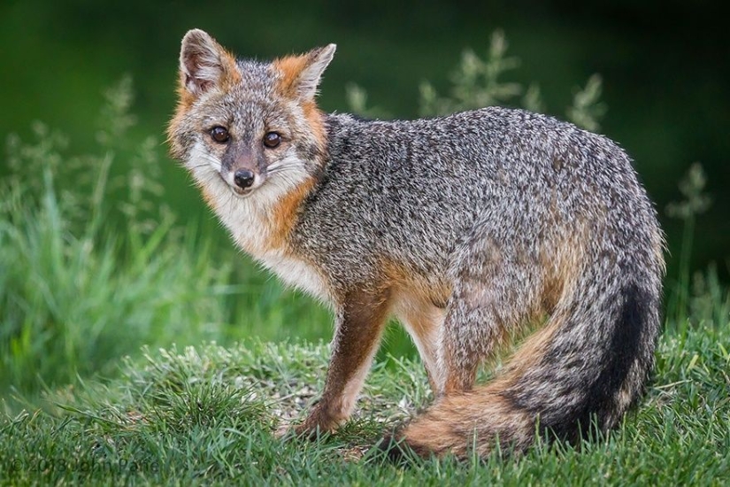 7 most cutest types of foxes
