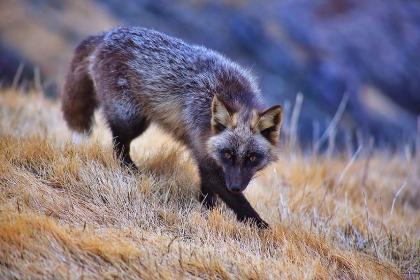 7 most cutest types of foxes