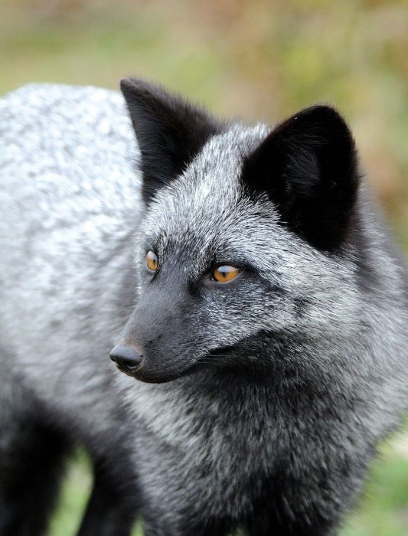 7 most cutest types of foxes