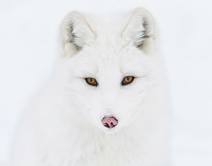 7 most cutest types of foxes