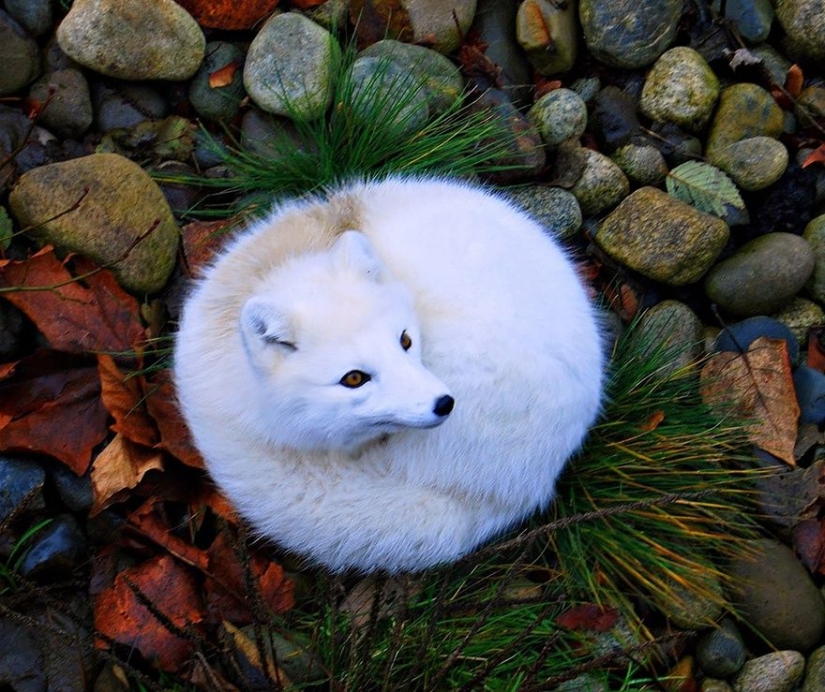 7 most cutest types of foxes